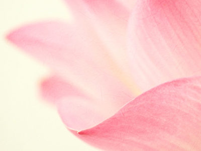 45067994 - sweet pink lotus in soft and blur style for background